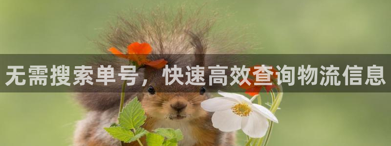 28圈官网链接：无需搜索单号，快速高