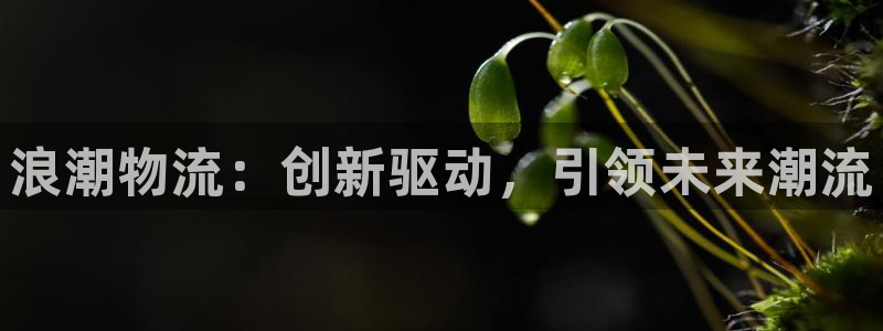 28圈龙虎