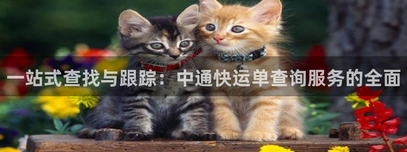 28圈.ccmpcios：一站式查找与跟踪：中通快运单查询服