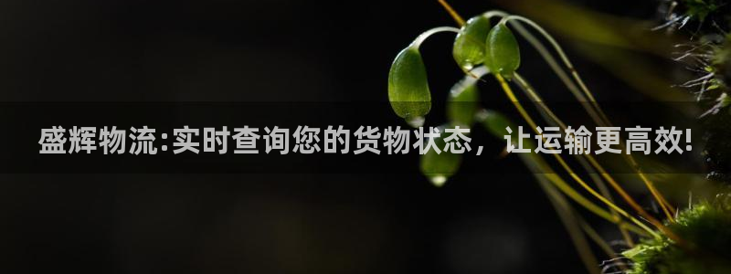 28圈注册问一问：盛辉物流:实时查询