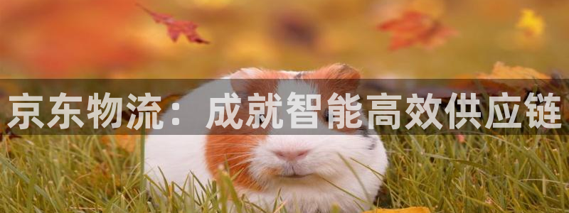 28圈模拟器：京东物流：成就智能高效